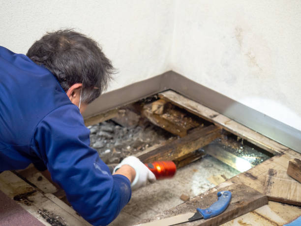 Best Local Mold Removal Service  in Belleville, KS