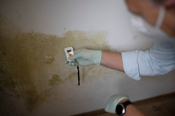 Best Commercial Mold Removal  in Belleville, KS