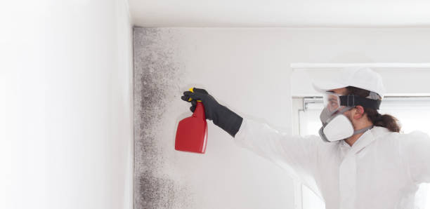 Best Professional Mold Removal  in Belleville, KS