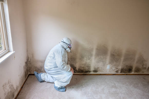 Professional Mold Removal in Belleville, KS