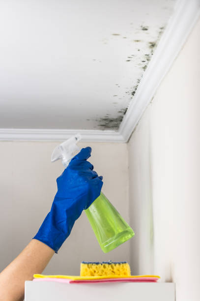 Best Certified Mold Removal  in Belleville, KS